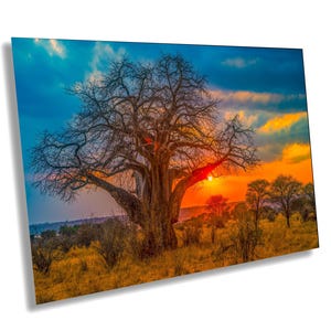 Baobab Sunset : 1000-year-old Baobab tree at sunset | 76791 | Africa Sacred Tree of Life; immense ancient tree; gigantic old tree