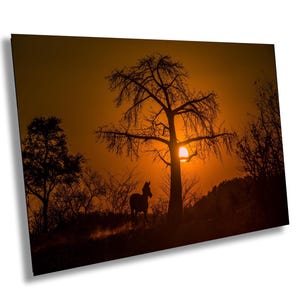 Ultimate African Sunset: photograph Baobab sunset Africa | 76791 | tree landscape