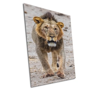 May include: A large male lion with a thick mane walks towards the camera on a dirt path. The lion has a serious expression and is looking directly at the viewer.