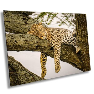 May include: A leopard with a spotted coat is sleeping on a tree branch. The leopard's head is resting on the branch, and its legs are dangling down. The leopard is surrounded by green leaves.