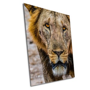 May include: Close-up portrait of a lion with a serious expression. The lion has a light brown coat with a darker mane and piercing orange eyes.