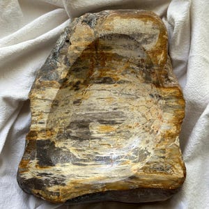 Polished Petrified Wood Bowl