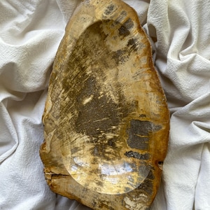One of a Kind Petrified Wood Bowl Raw Edges
