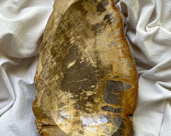 One of a Kind Petrified Wood Bowl Raw Edges