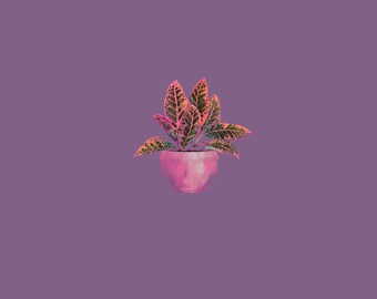 El Crotón de Muchos Colores - Violeta Malva