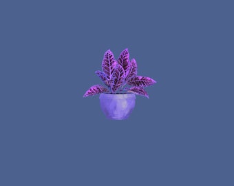 El crotón morado