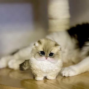 May include: A small, fluffy kitten with cream and light brown fur and large, expressive blue eyes. The kitten is standing on a wooden surface, with a larger cat in the background.