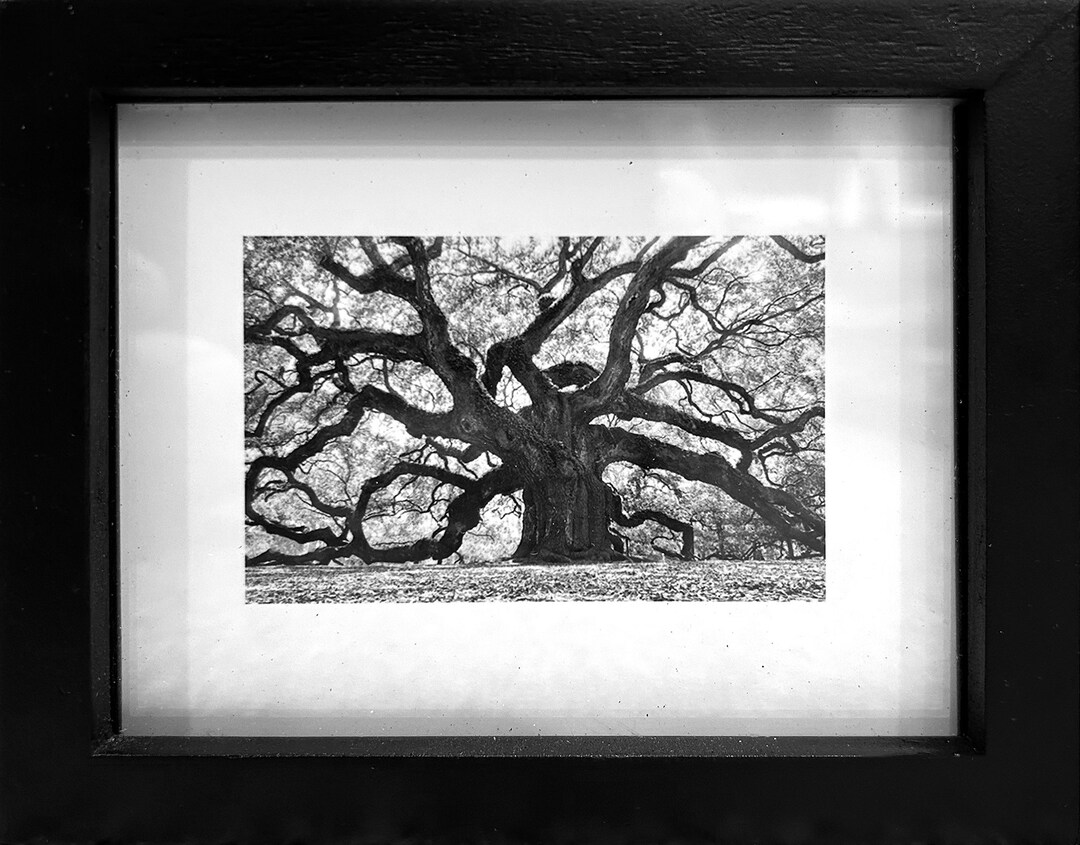 Angel Oak, Petite Archival Photo Print Etsy