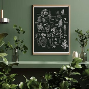 BC Tree Planting Plant Identification Print