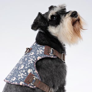 May include: A dog wearing a blue floral patterned harness with brown leather straps and red stitching. The dog has black and gray fur with a white and tan beard and is looking upwards.