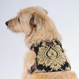 May include: A dog wearing a decorative harness. The harness has a black background with a gold floral pattern. It features brown leather straps and a metal buckle. The dog has light brown fur.