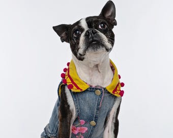 May include: A Boston Terrier dog wearing a denim jacket with a yellow collar and red pom-poms. The jacket has gold buttons and pink floral embroidery. The dog has black and white markings and is looking upwards.