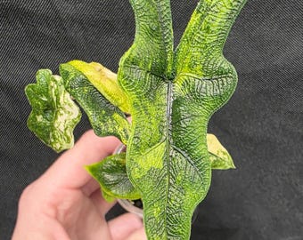 Alocasia Jacklyn Variegated 3” - US Seller - Etsy