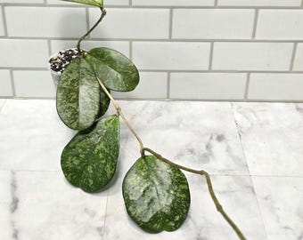 Hoya Mathilde Grey Fairy, Rooted Cut, Active Growth Points, (new
