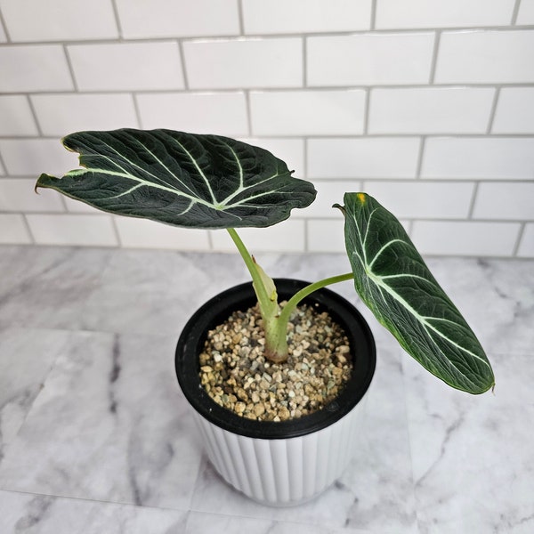 Alocasia Black Velvet in Lechuza Pon and 4.5" self watering pot