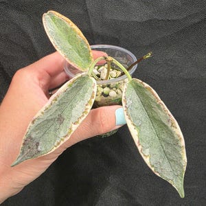 Hoya Archboldiana Albomarginata - Etsy