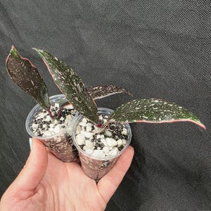 Hoya Pubicalyx Albomarginata - Etsy