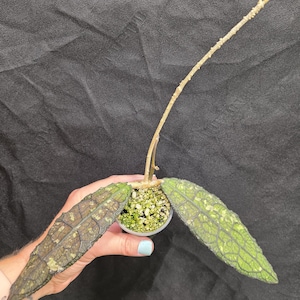 May include: A Hoya plant cutting with two elongated, textured leaves featuring a dark green and brown mottled pattern with prominent veining. The plant is rooted in a small clear plastic cup filled with perlite and has a single long, leafless stem.