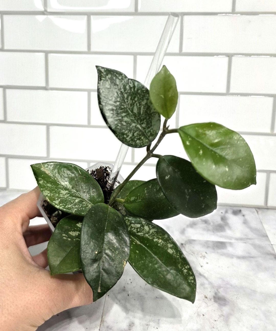 Hoya Carnosa Freckles, 3