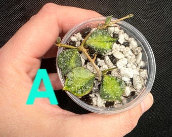 Hoya Mathilde Grey Fairy, Rooted Cut, Active Growth Points, (new