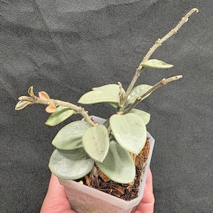 Hoya Mathilde Gray Fairy - Etsy