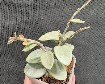 Hoya Mathilde 'grey Fairy', Rare Unicorn Hoya, Indoor Plant