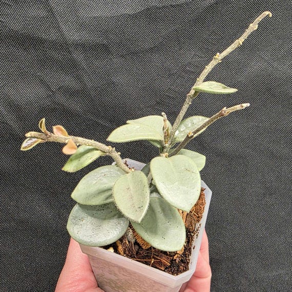 Hoya Mathilde Grey Fairy, Actively Growing, 2.75