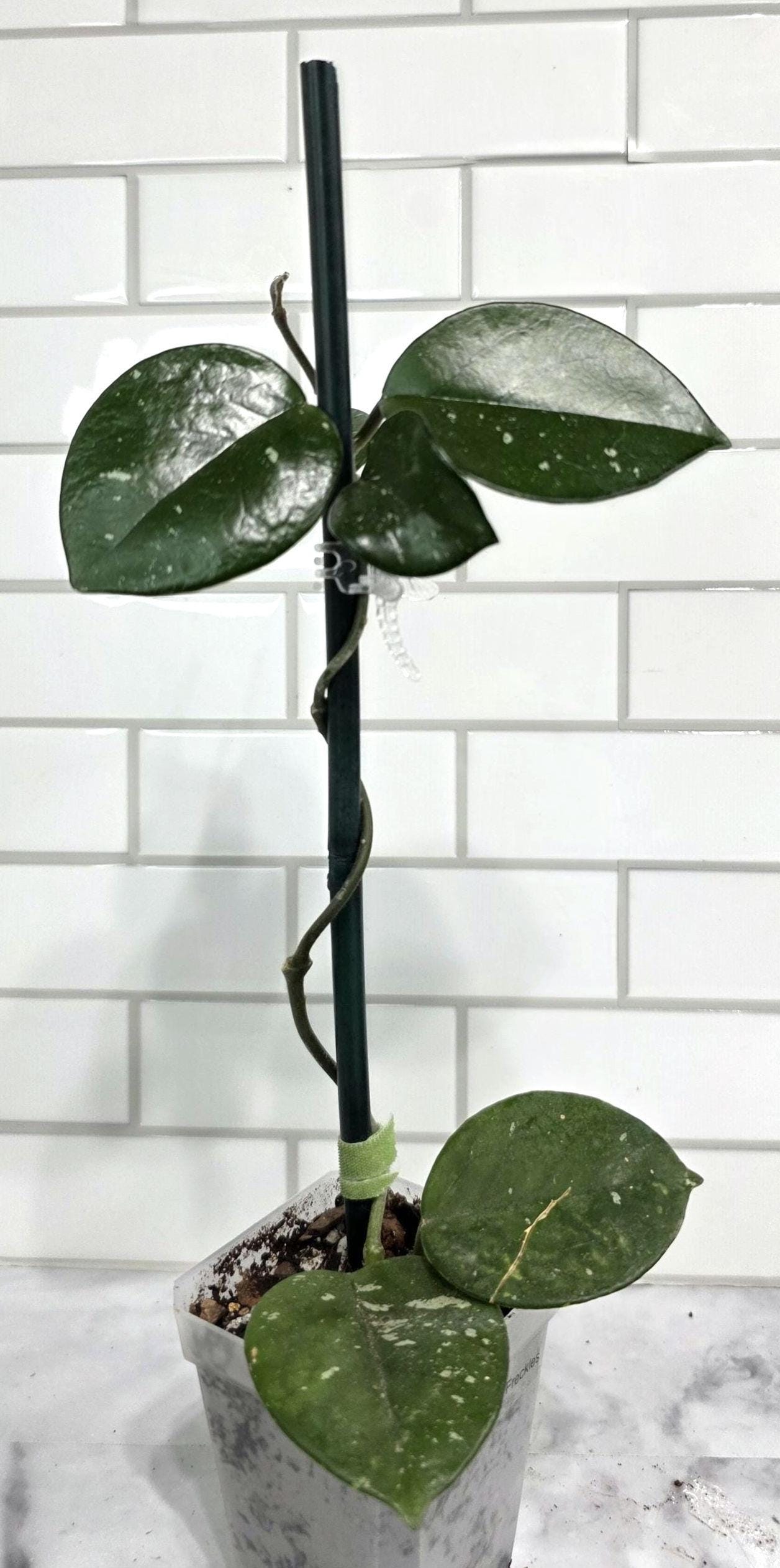 Hoya Carnosa Freckles, 3