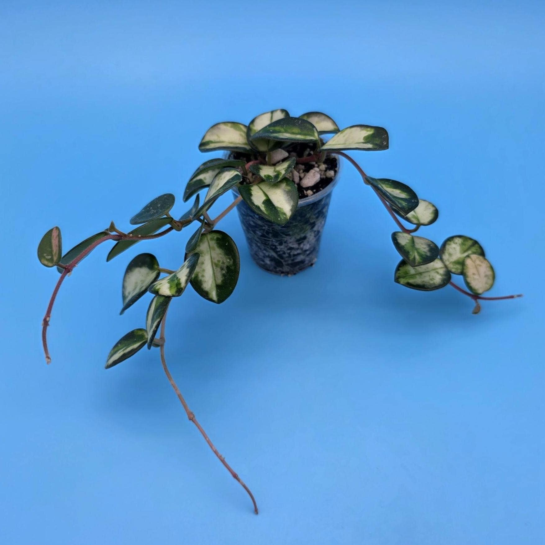 Hoya Asami Clone 2 - Etsy