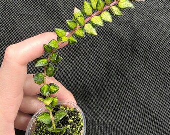Hoya Chinghungensis Variegated*rooted* - Etsy