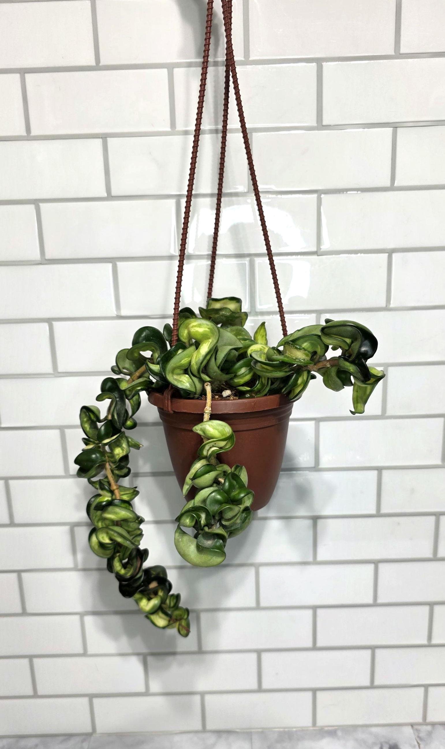 Hoya Mauna Loa Inner Variegated Compacta, Hindu Rope, Trailing, 4