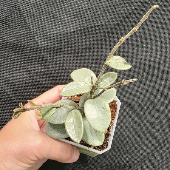 観葉植物 hoya mathilde greyfairy ②
