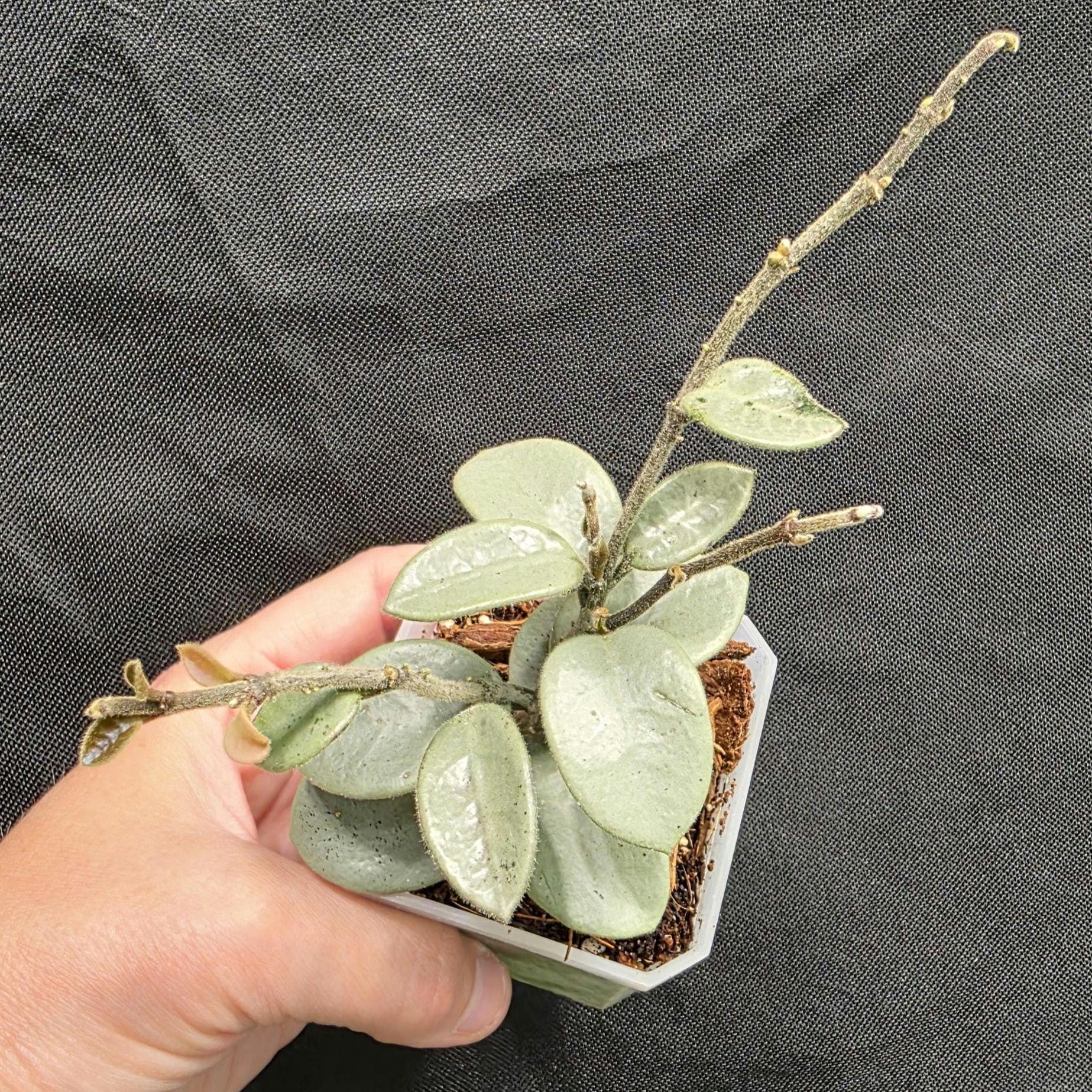 hoya mathilde greyfairy ② Hoya Mathilde Grey Fairy, Actively Growing, 2.75