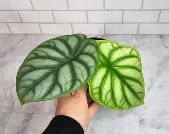 Alocasia Silver Dragon in Lechuza Pon and 4.5" self watering pot