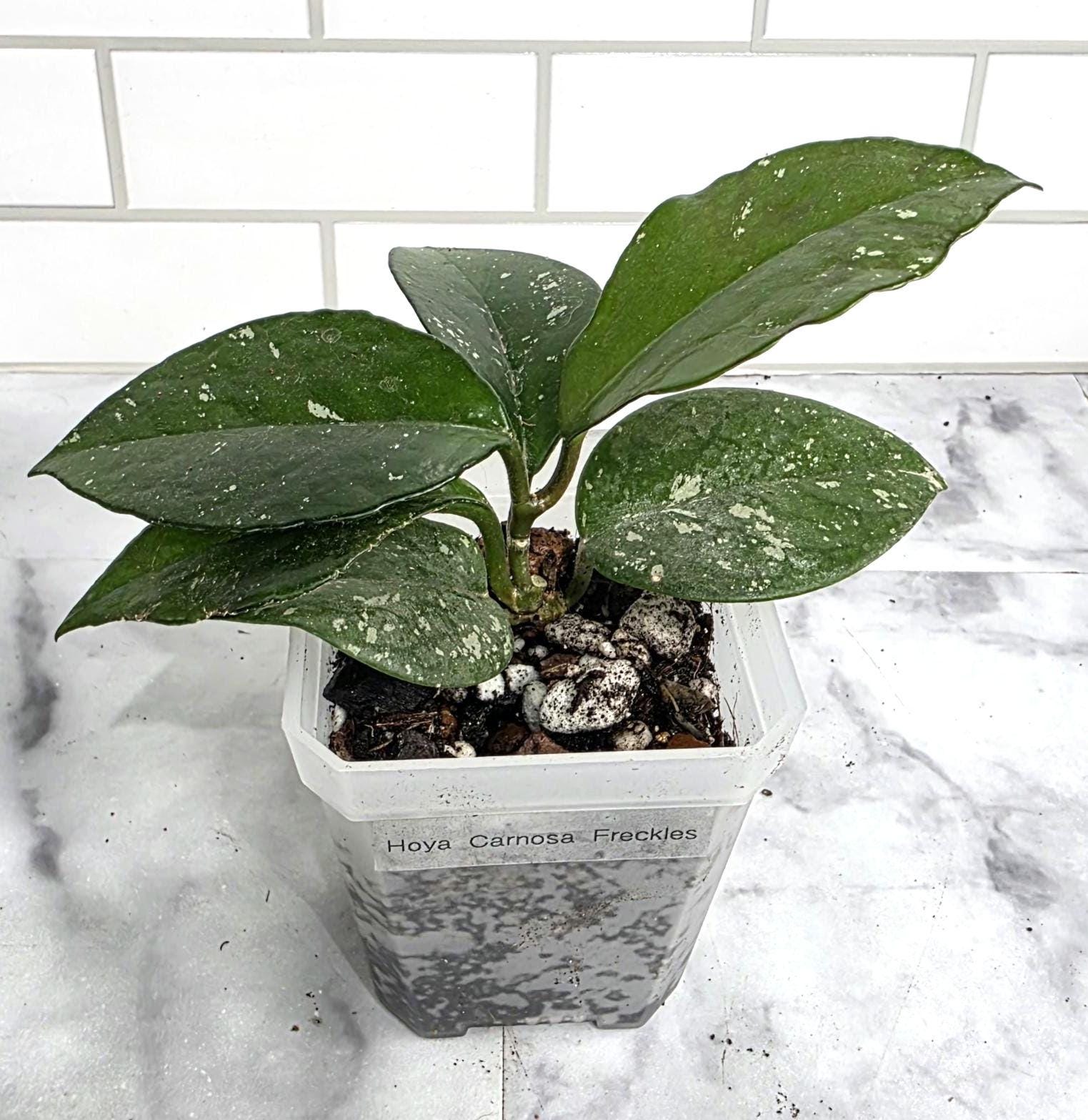 Hoya Carnosa Freckles, 3