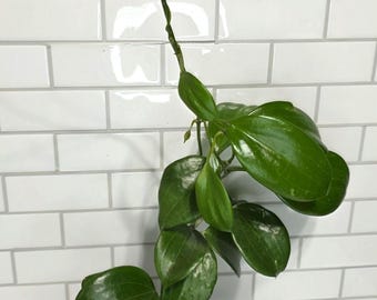 Hoya Mathilde Grey Fairy, Rooted Cut, Active Growth Points, (new