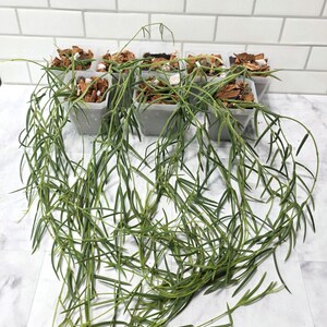 May include: A collection of small, square, gray plastic pots filled with soil and bark chips, with trailing green plants cascading over the front. The background features a white tile wall.