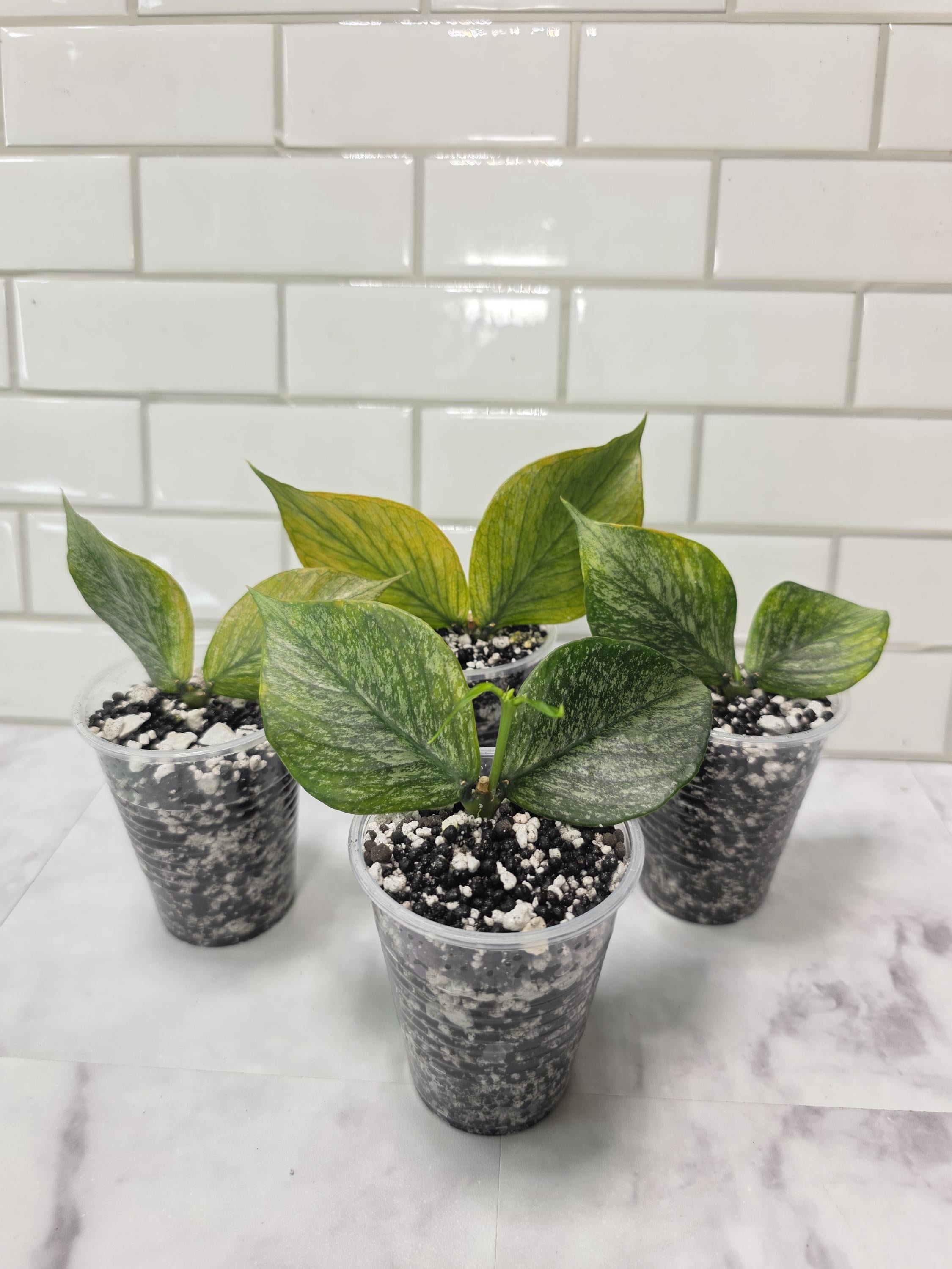 Hoya Polyneura Broget Silver - Etsy