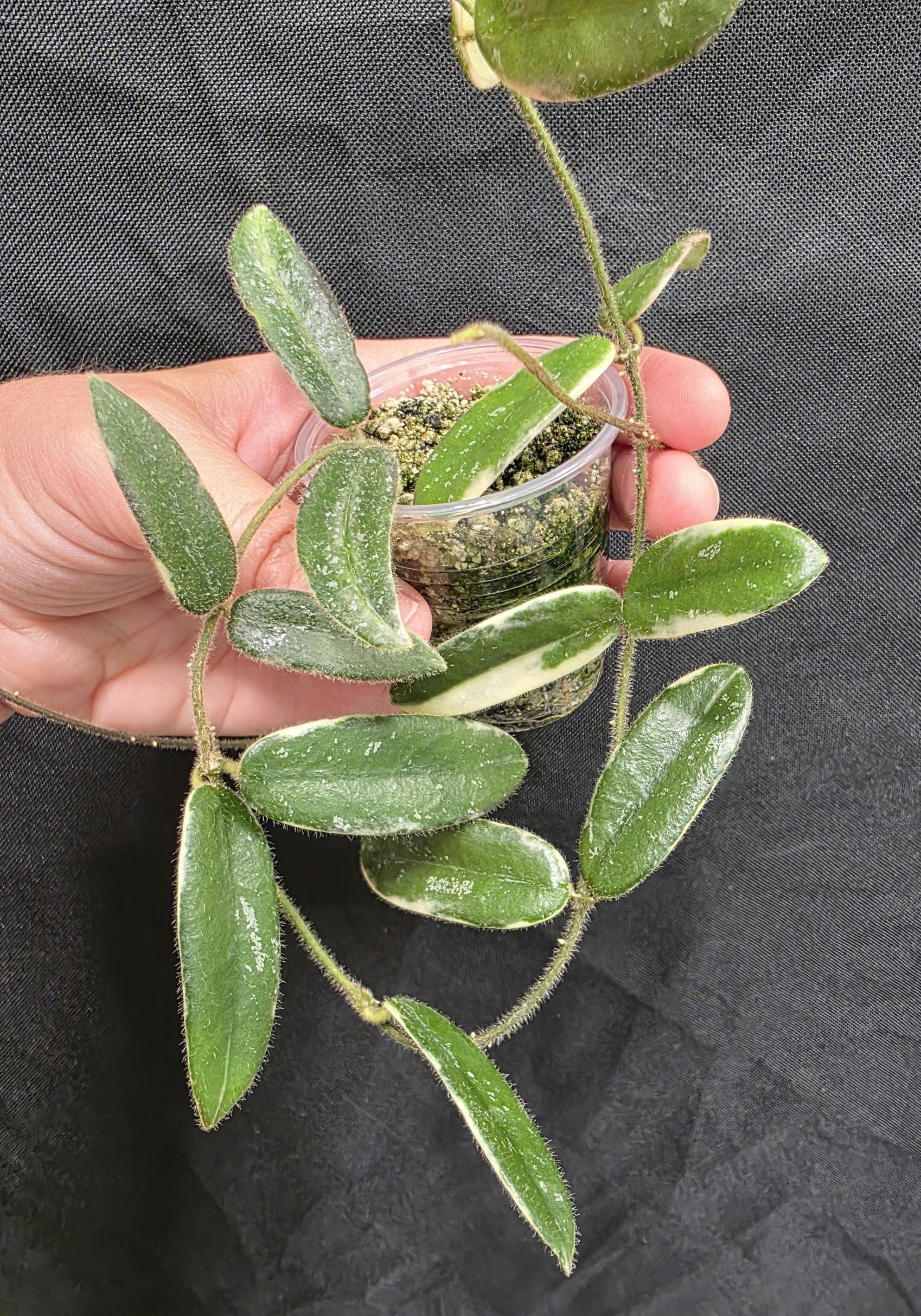 Hoya Lyi Prism - Etsy
