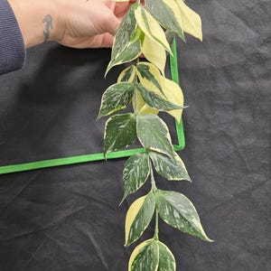 May include: A trailing plant stem with variegated leaves. The leaves are a mix of green, white, and yellow, with a speckled pattern. The plant is held against a dark background.