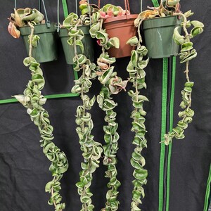 Hoya Compacta Variegated, Albomarginata, actively growing, 4" pot, long (new pictures 4/4/26)