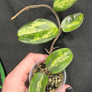 Hoya Madara Green Edge - Etsy