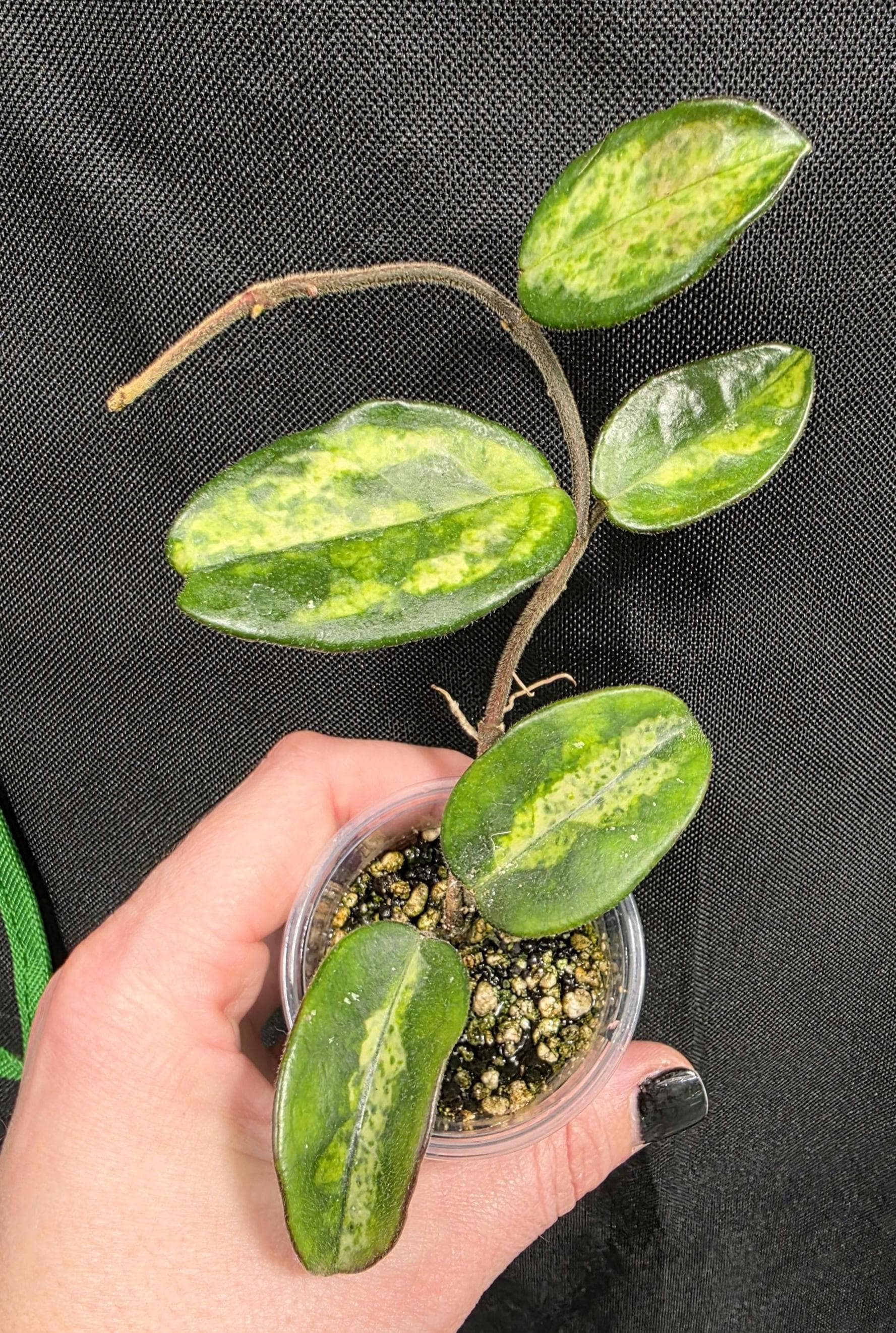 Hoya Madara Green Edge - Etsy