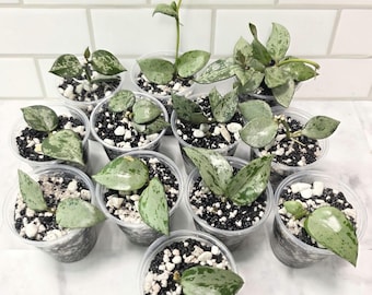 Hoya Chinghungensis Inner Variegated, *25 Nodes, Actively Growing