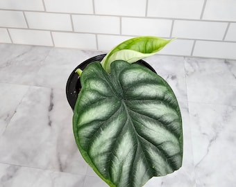 Alocasia Silver Dragon in Lechuza Pon and 4.5" self watering pot