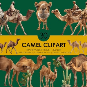 30 Camel Clipart, Camel PNG, Realistic Camel Clipart PNG, Desert Animal Clipart, Safari Graphics, Animal PNG Bundle, Realistic clipart