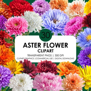 30 Aster Flower Clipart| Aster Flowers Realistic Clipart Bundle| Floral Flowers PNG| Flower Bloom| Sring Flower| Flowers Transparent PNG