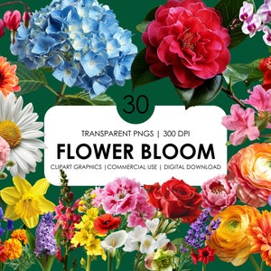 Pakiet 30 Flower Bloom Clipart, Clipart kwiatowy, Odosobnione pliki PNG, Realistyczne kwiaty, Pakiet, Sztuka cyfrowa, Clipart kwiatowy, Użytek komercyjny