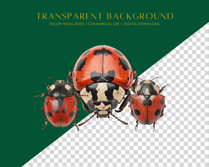 15 Red Ladybug Clipart| Cute Ladybug Png| Realistic Ladybug Clipart ...