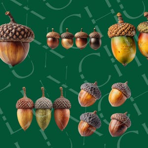 Realistisk höst-ekollon Clipart: Höstskörden PNG-grafik (digital nedladdning) bild 5